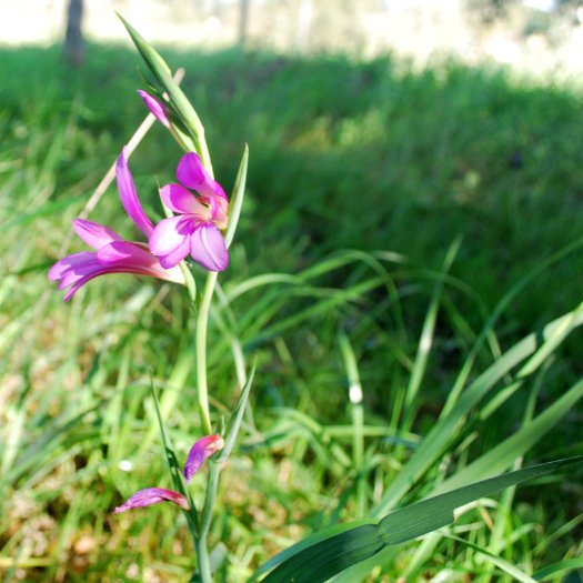Gladiolus illyricus